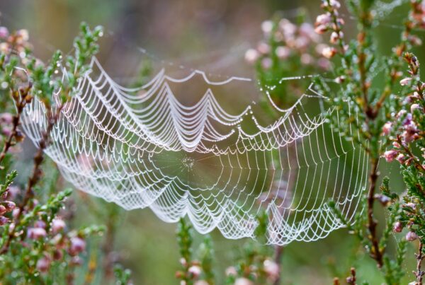 spinnenweb - angst voor spinnen overwinnnen - Het Schrijfpaleis